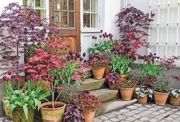 Bildet viser inngangsparti med trapp hvor det står masse krukker med blomster på alle trinnene - Klikk for stort bilde